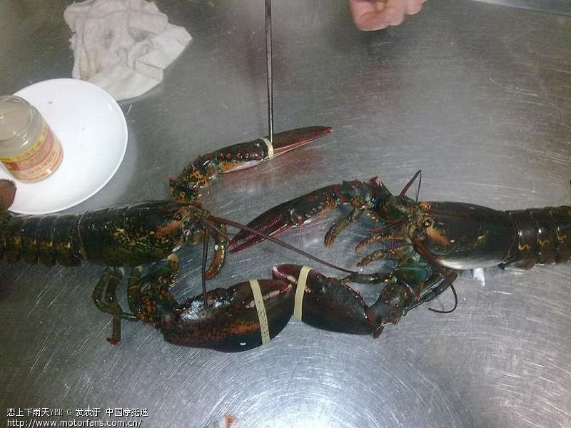 这是什么澳龙 - 雅马哈 - 摩托车论坛 - 中国第一