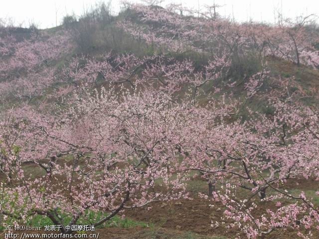 满山桃花间3.28河口