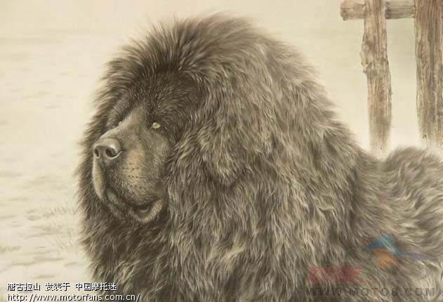 『原创《 我的传奇进藏经历 》 雪山斗藏獒, 荒