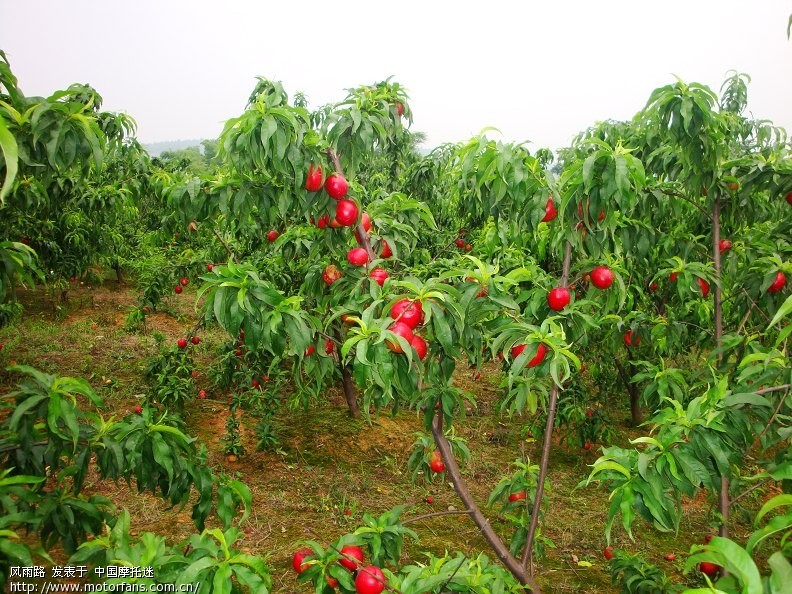 桃子熟了 - 湖南摩友交流区 - 摩托车论坛 - 中国