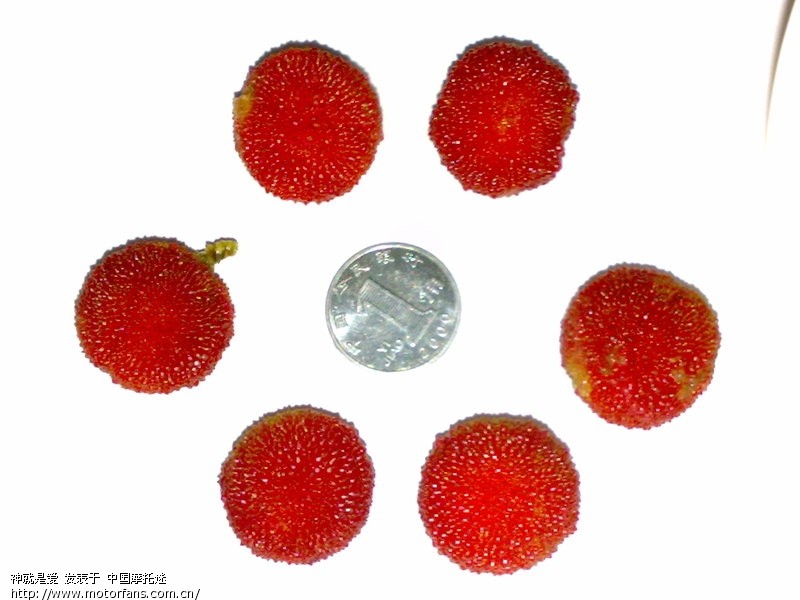 今天傍晚帮儿子在小区里的杨梅树上摘了几颗杨