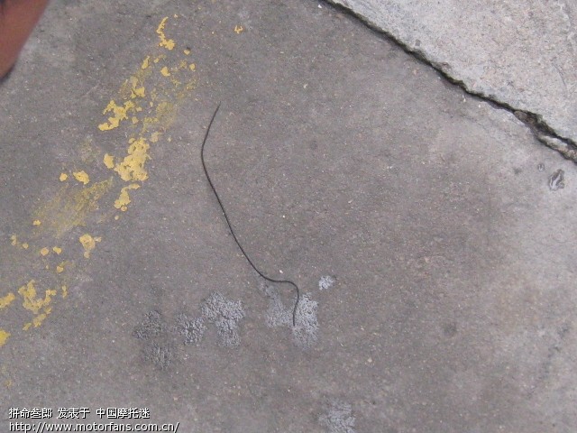 发现一怪物,请万能的摩迷鉴定一下。 - 摩托迷