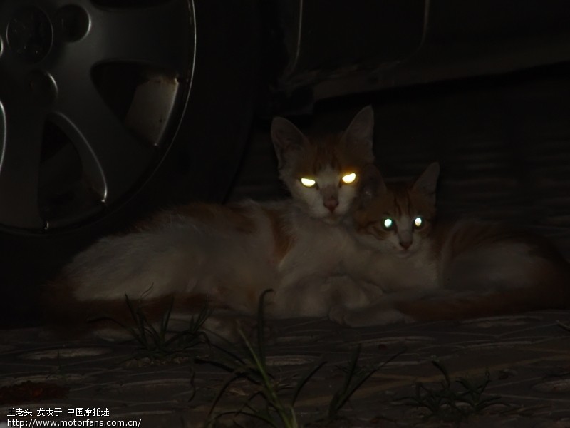 看谁能知道,猫的眼睛为什么能像灯一样的亮。