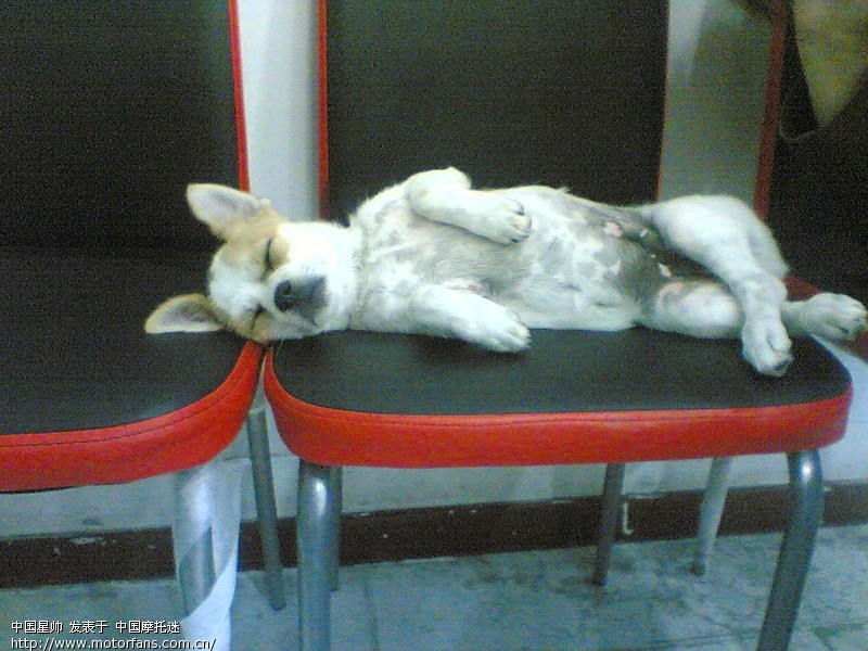 大家说说什么牌子的电瓶好耐用? - 踏板论坛 - 