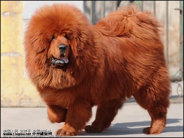 藏獒和狼单挑?谁会赢。大家来投票。