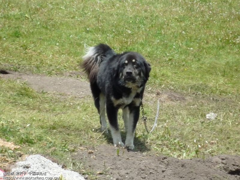 藏獒和狼单挑?谁会赢。大家来投票。 - 摩托迷