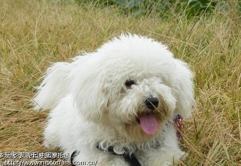 小弟近期要去北海,哪们兄弟帮忙租台摩托! - 广