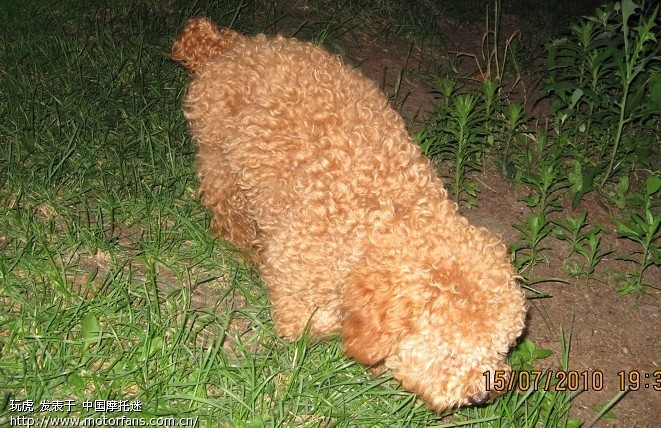 小弟近期要去北海,哪们兄弟帮忙租台摩托! - 广