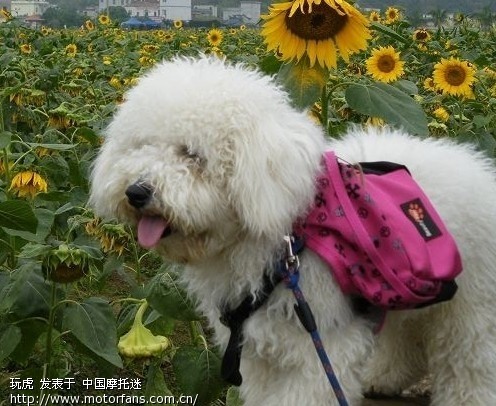 小弟近期要去北海,哪们兄弟帮忙租台摩托! - 广