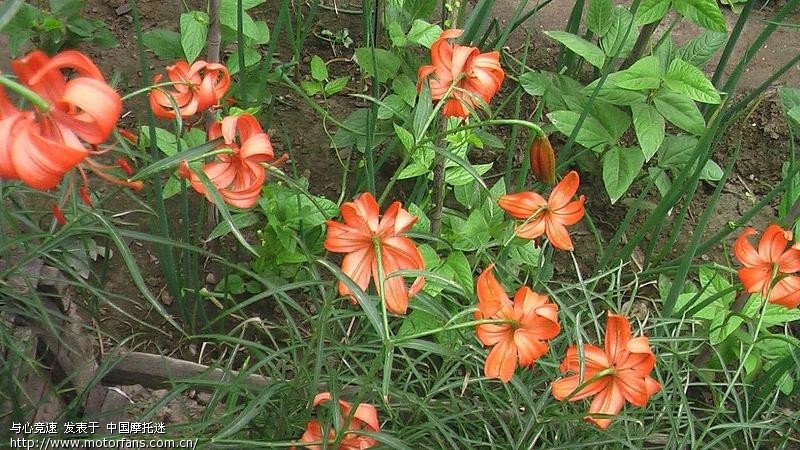 浅谈踏板车的保养 - 踏板论坛 - 摩托车论坛 - 中