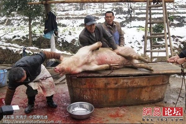 湘西土家族杀猪过程全记录 给力