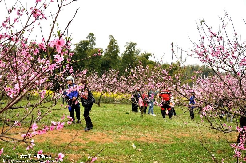 相约石首桃花山 - 湖南摩友交流区