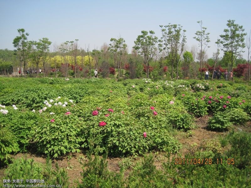 延津森林公园槐林美景 - 色魔驴行 - 摩托车论坛