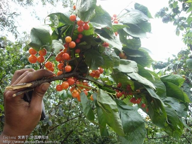 荣昌至三层岩 这就是传说中的樱桃吗? - 重庆摩