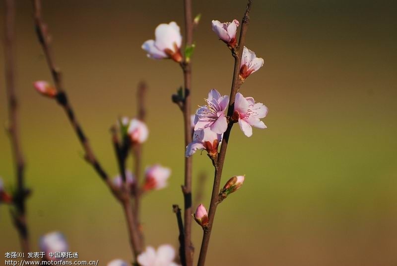 交流交流..安宁油菜花+尼克尔70~300VR镜头的超小景深 - 云南摩友交流区 - 摩托车论坛 - 中国第一摩托车论坛 - 摩旅进行到底!