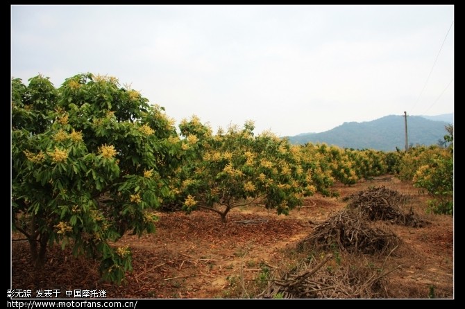 看我跃马扬鞭 曲谱