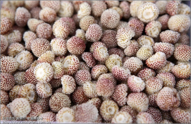 【吃不起草莓们就去吃白萢】 - 云南摩友交流区