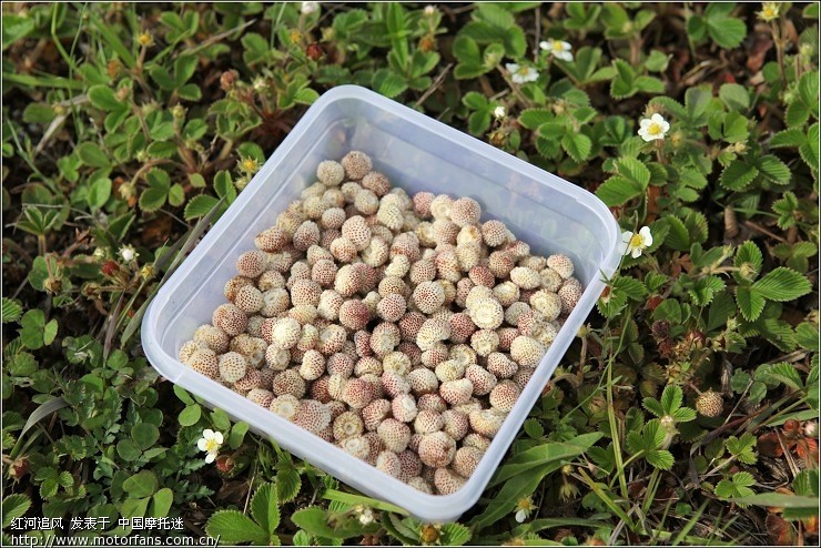 【吃不起草莓们就去吃白萢】 - 云南摩友交流区