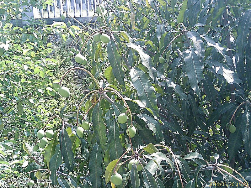 窗外树上的小芒果 - 安徽摩友交流区 - 摩托车论