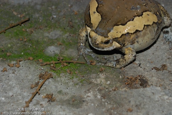 烧烤时 用单反照的 - 踏板论坛 - 摩托车论坛 - 中