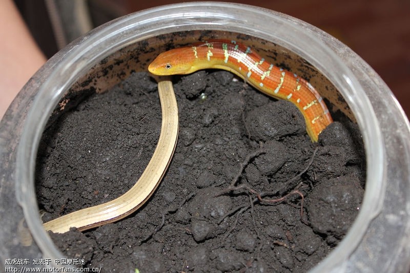 重庆JH600游西藏-墨脱-拉萨-珠峰 - 色魔驴行 - 摩托车论坛 - 中国第一摩托车论坛 - 摩旅进行到底!