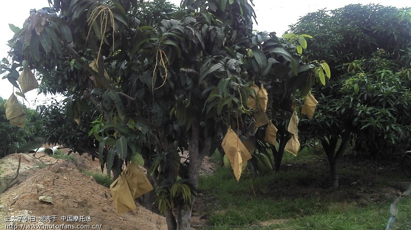 海南芒果源昌江 昌江芒果香天下 (海南本土特产