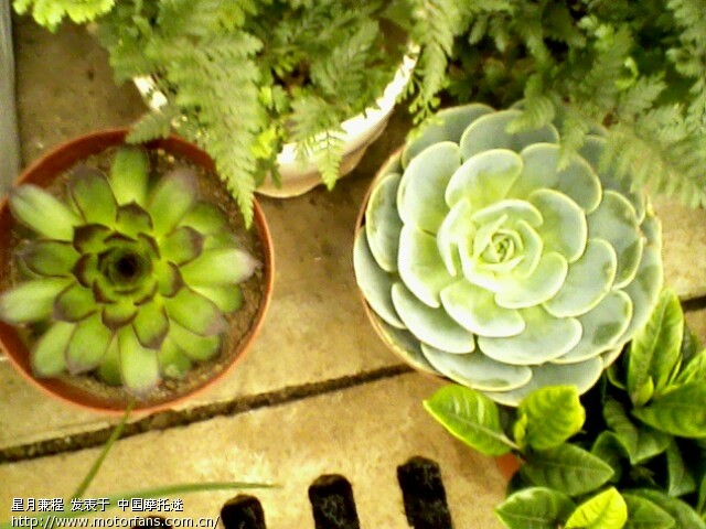 临沂花鸟市场 - 山东摩友交流区 - 摩托车论坛 -