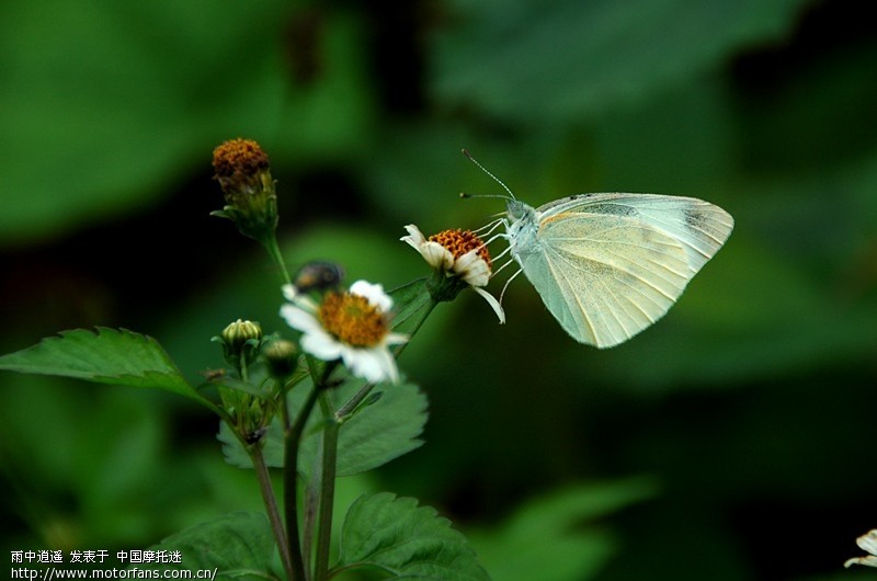 [纯属心情灌水]今夜你会不会来 - 摩托迷闲聊 - 
