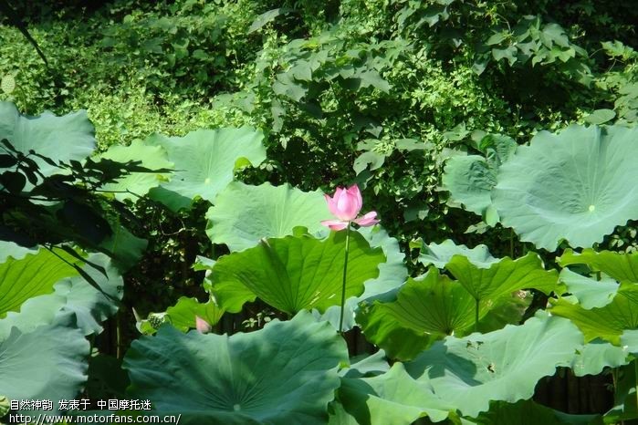 昨天天气晴朗,去青浦的野生动植物公园和金泽