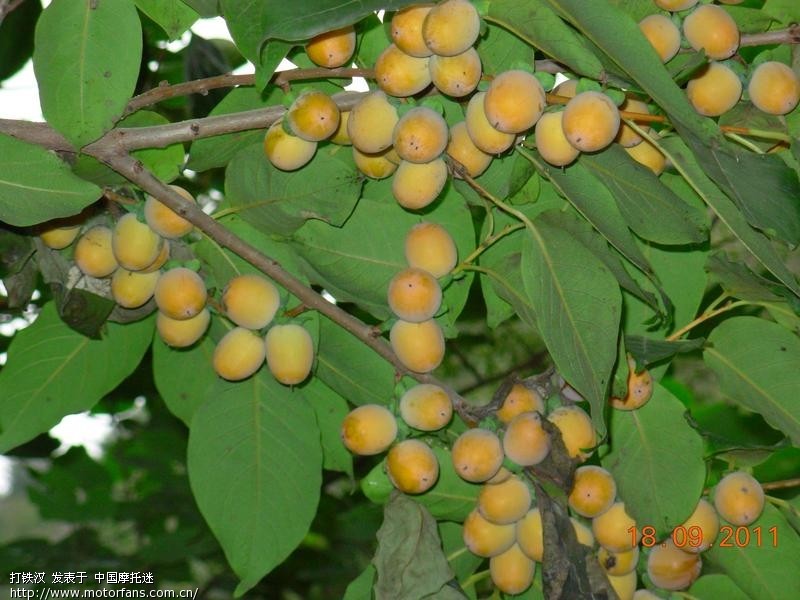 摩旅定慧寺,北方水果,谁知道? - 弯梁世界 - 摩托