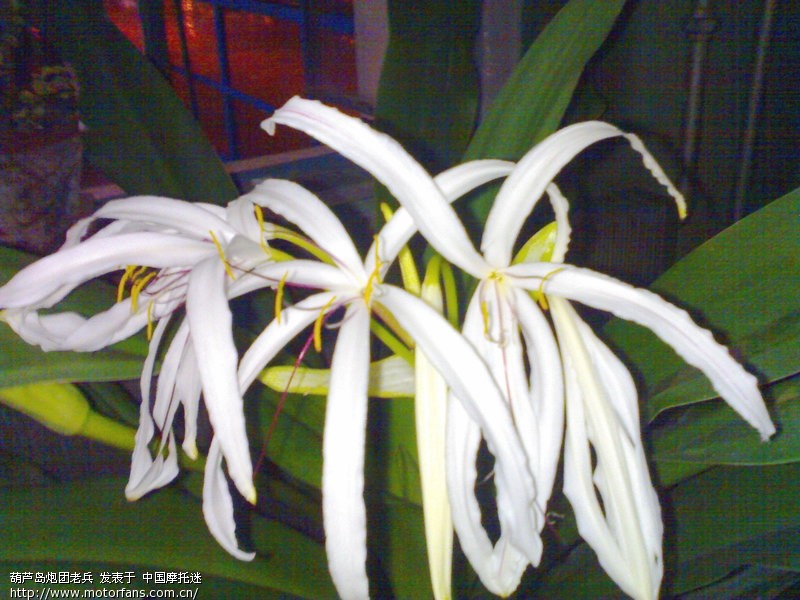 新买的150白菜能上牌么?我是沈阳的 - 辽宁摩