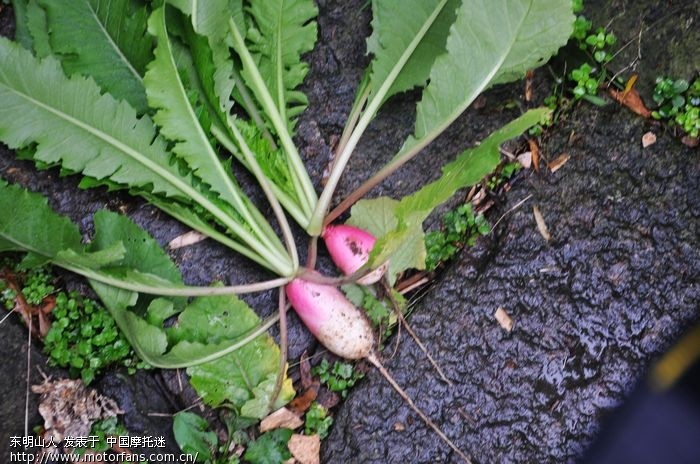 周末越野跑东明山 - 浙江摩友交流区 - 摩托车论