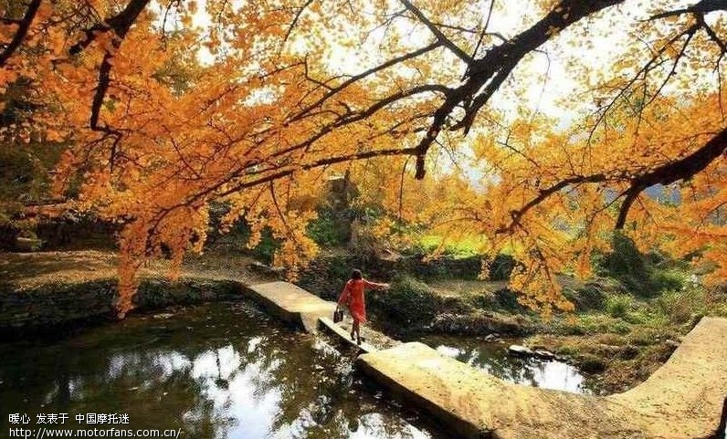 湖北安陆看银杏 - 湖北摩友驿站 - 摩托车论坛 -