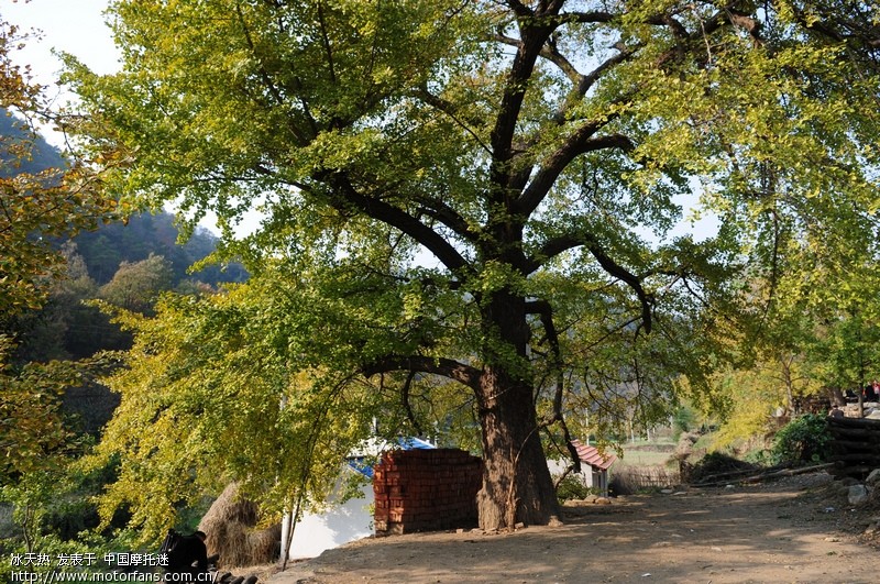 只为那一片黄---钱冲银杏 - 湖南摩友交流区 - 摩