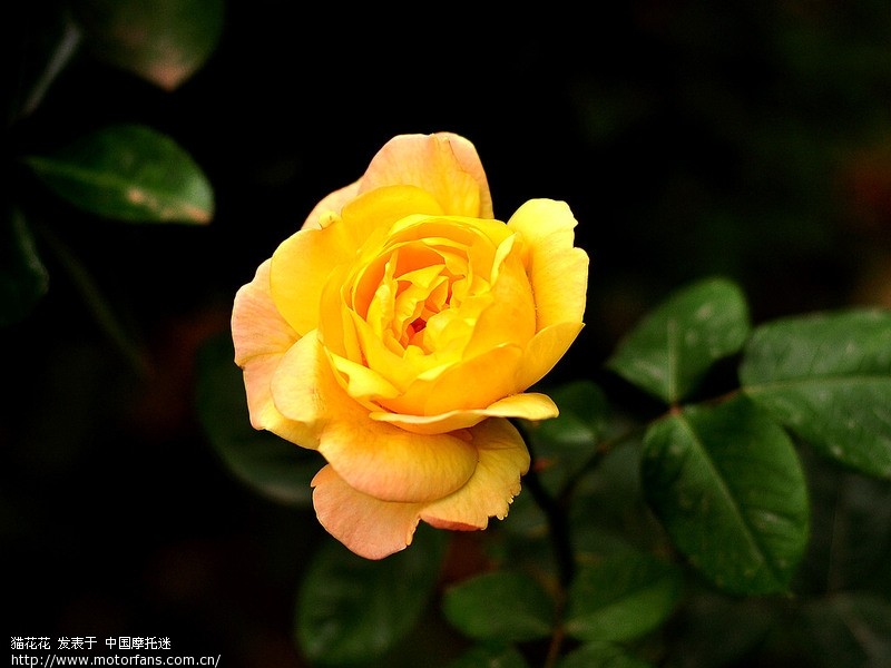 试试穷人的牛头(尼康50.18D)虚化效果如何 - 摄