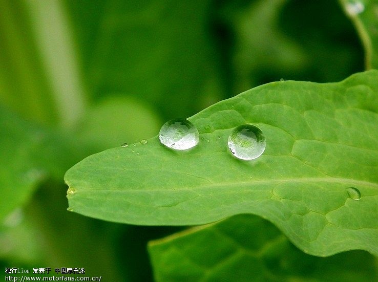 试试穷人的牛头(尼康50.18D)虚化效果如何 - 摄