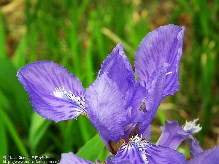 试试穷人的牛头(尼康50.18D)虚化效果如何 - 摄