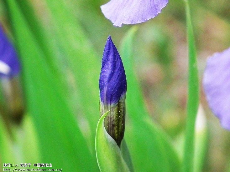试试穷人的牛头(尼康50.18D)虚化效果如何 - 摄