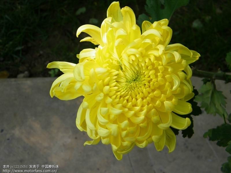 试试穷人的牛头(尼康50.18D)虚化效果如何 - 摄