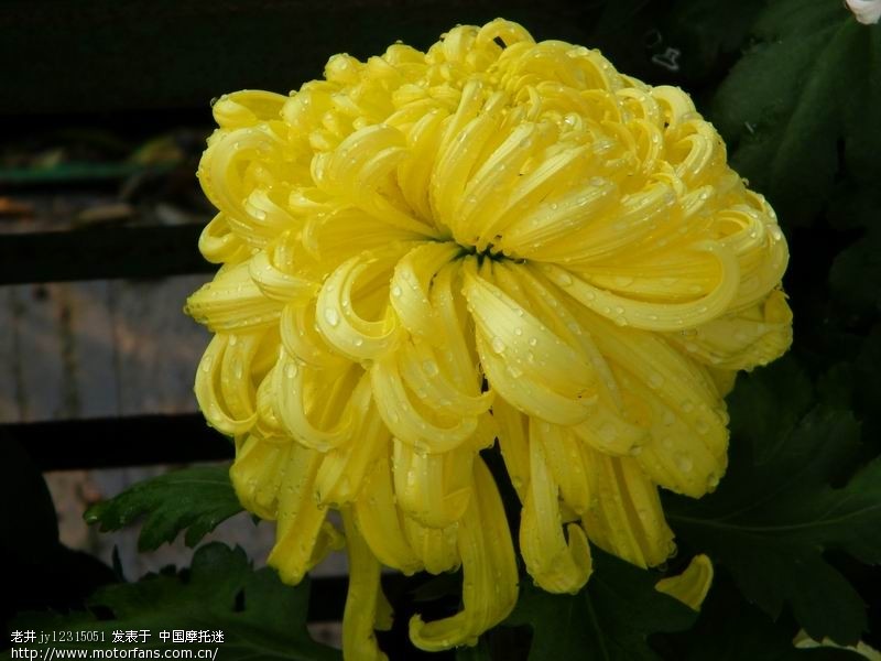 试试穷人的牛头(尼康50.18D)虚化效果如何 - 摄