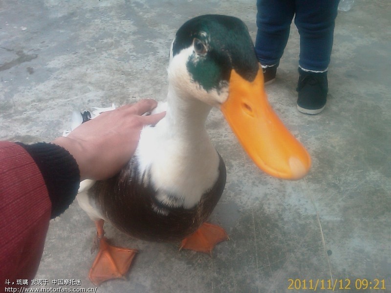 胸低们啊,怎样鉴别真假昆仑机油? - 摩托车论坛