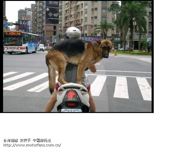 台湾人如何骑摩托车载狗兜风 - 台湾摩友交流区