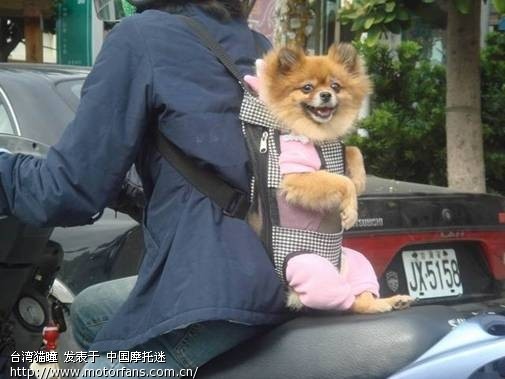 台湾人如何骑摩托车载狗兜风 - 摩托车论坛 - 摩