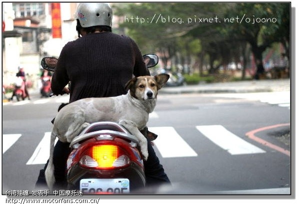 台湾人如何骑摩托车载狗兜风 - 台湾摩友交流区