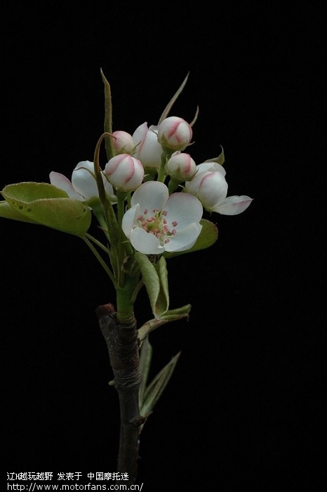 请教:尼康d90套机 18-105镜头拍微距是否不是