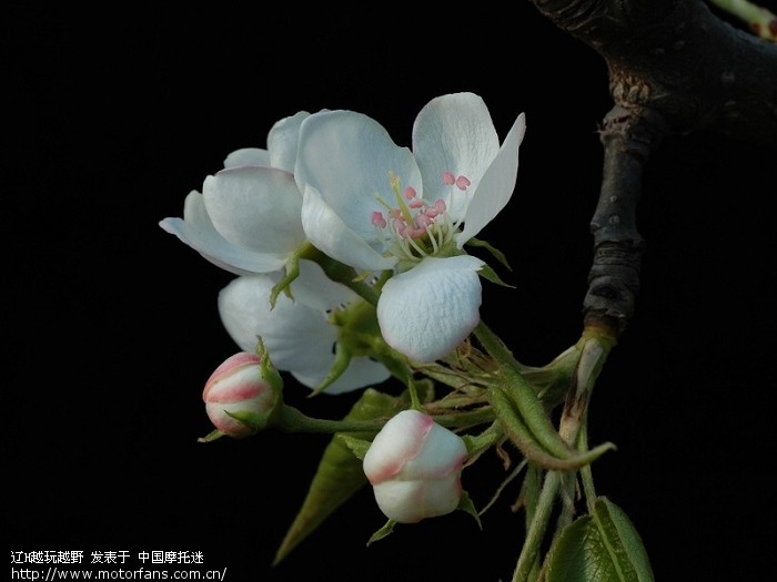 请教:尼康d90套机 18-105镜头拍微距是否不是