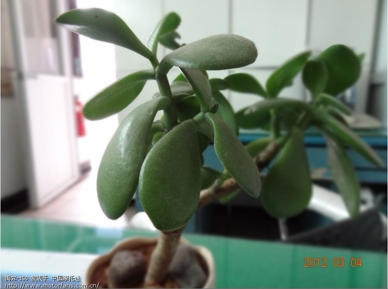 福清铁骑驱车40公里吃牛排! - 福建摩友交流区