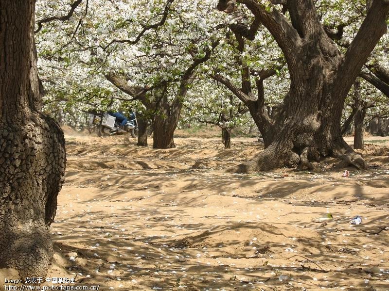 赵县梨花节,梨花成海。 - 踏板论坛 - 摩托车论坛