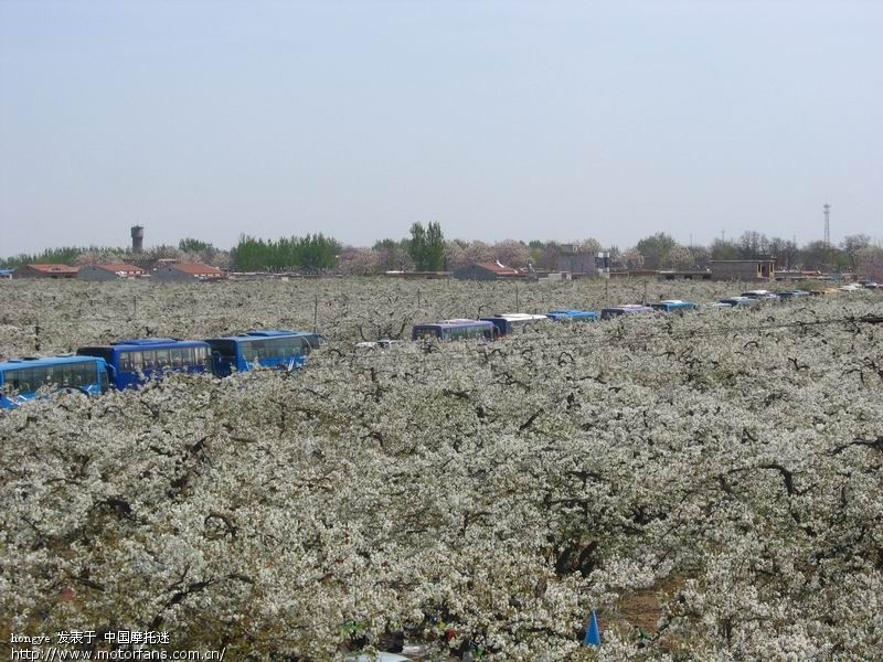 赵县梨花节,梨花成海。 - 踏板论坛 - 摩托车论坛
