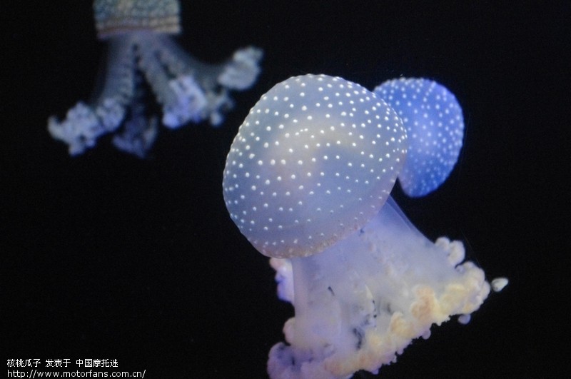 北京爷们招人凡的孩子单人踏板进藏,兄弟感觉